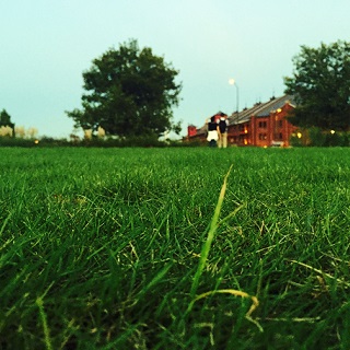 芝生